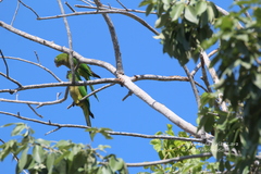 Eupsittula nana