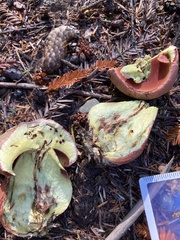 Rubroboletus pulcherrimus