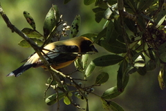 Stilpnia cayana