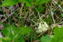 Cardamine enneaphyllos
