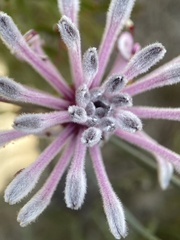 Isopogoninae