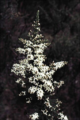 Olearia floribunda