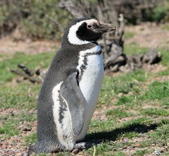 Spheniscus magellanicus