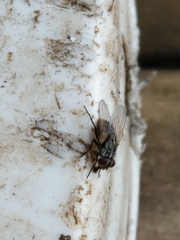 Muscidae