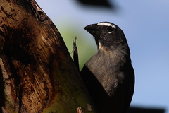 Saltator grandis