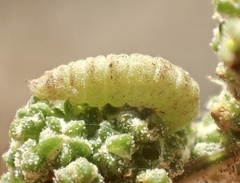 Brephidium exilis