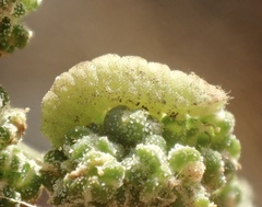Brephidium exilis
