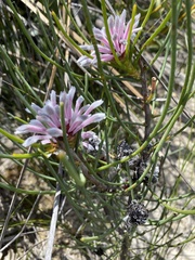 Isopogoninae