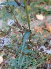Lactuca saligna