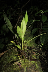 Kefersteinia tolimensis