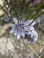 Isopogoninae