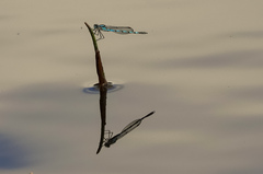 Austrolestes annulosus