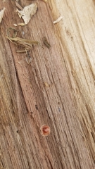 Myrmecophilus pergandei