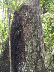 Vataireopsis araroba