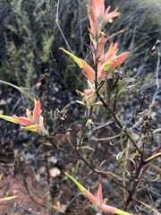 Castilleja linariifolia