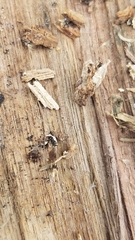 Myrmecophilus pergandei