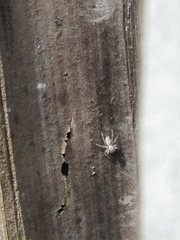 Menemerus bivittatus