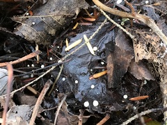 Hymenoscyphus immutabilis