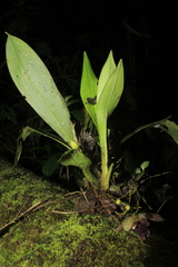 Kefersteinia tolimensis