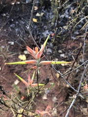 Castilleja linariifolia