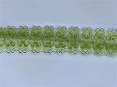 Desmidium