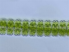 Desmidium