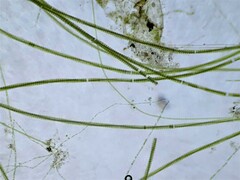 Desmidium