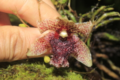 Kefersteinia tolimensis