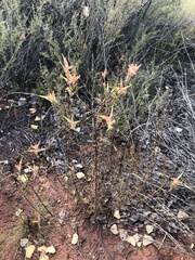 Castilleja linariifolia
