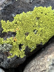 Acarosporaceae