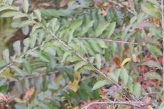 Ligustrum obtusifolium