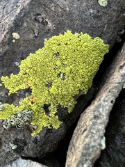Acarosporaceae
