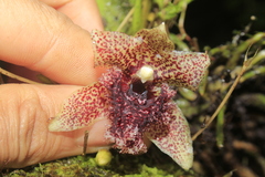 Kefersteinia tolimensis