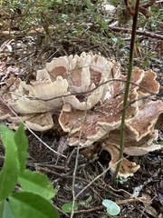 Bondarzewia occidentalis