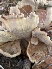 Bondarzewia occidentalis