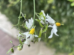 Solanum triquetrum