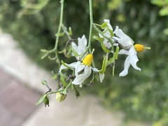 Solanum triquetrum