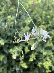 Solanum triquetrum