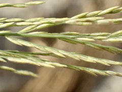 Diplachne fusca