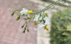 Solanum triquetrum