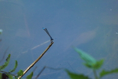Acanthagrion lancea