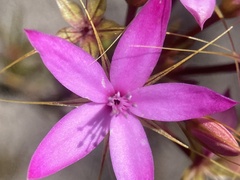 Calytrix tetragona