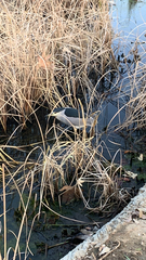 Nycticorax nycticorax