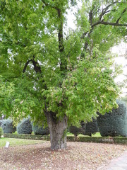 Acer saccharinum