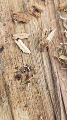 Myrmecophilus pergandei