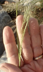 Diplachne fusca
