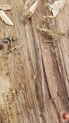 Myrmecophilus pergandei