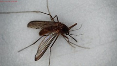 Culicinae