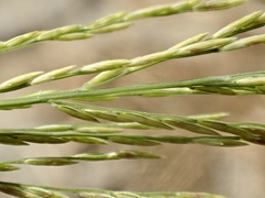 Diplachne fusca