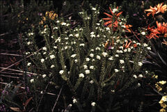 Ozothamnus lycopodioides